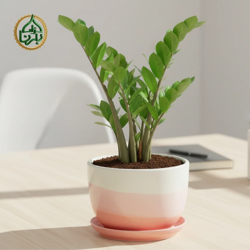 Zamioculcas Zamiifolia - ZZ Plant Small
