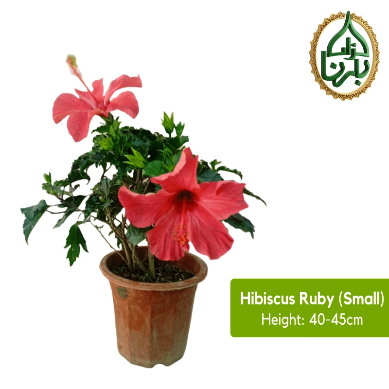 Hibiscus- Ruby