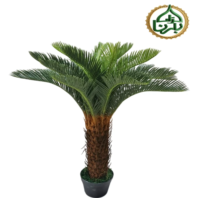 Cycas 110 Cm