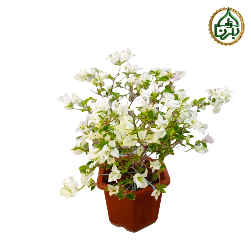 Bougainvillea White