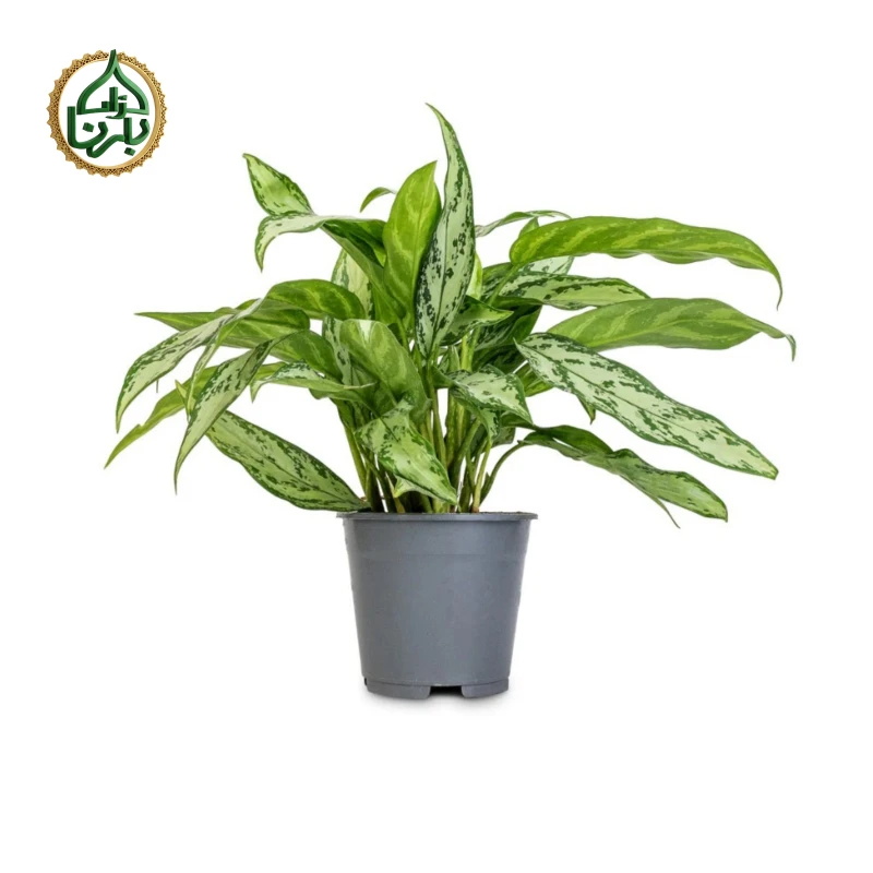 Aglaonema Silver Queen