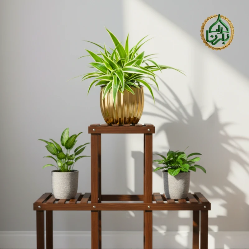 Chlorophytum Ocean - Spider Plant