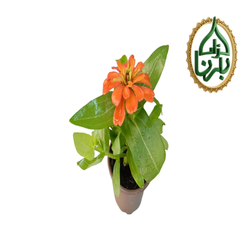 Zinnia Orange 1 Piece