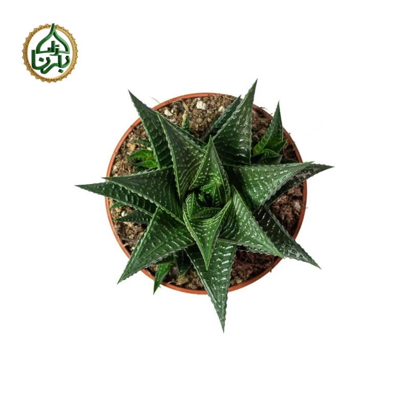 Haworthiopsis Limifolia (Fairy Washboard)