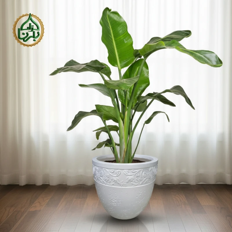 Strelitzia Nicolai 3PP