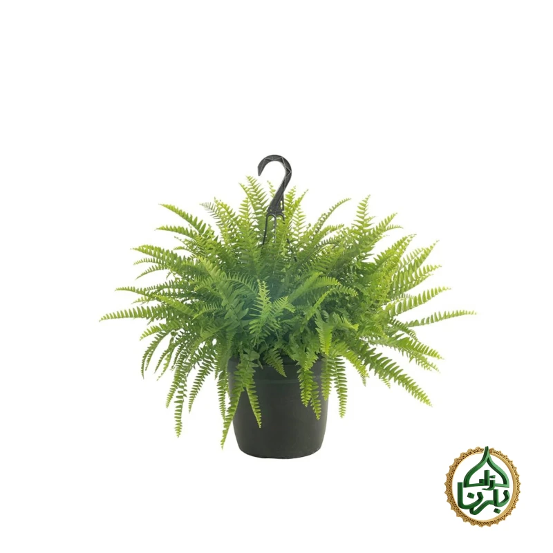 Nephrolepis Boston Fern Hanging
