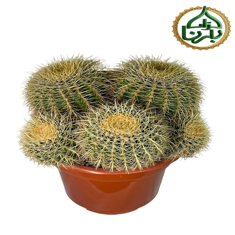 Echinocactus Multi Head