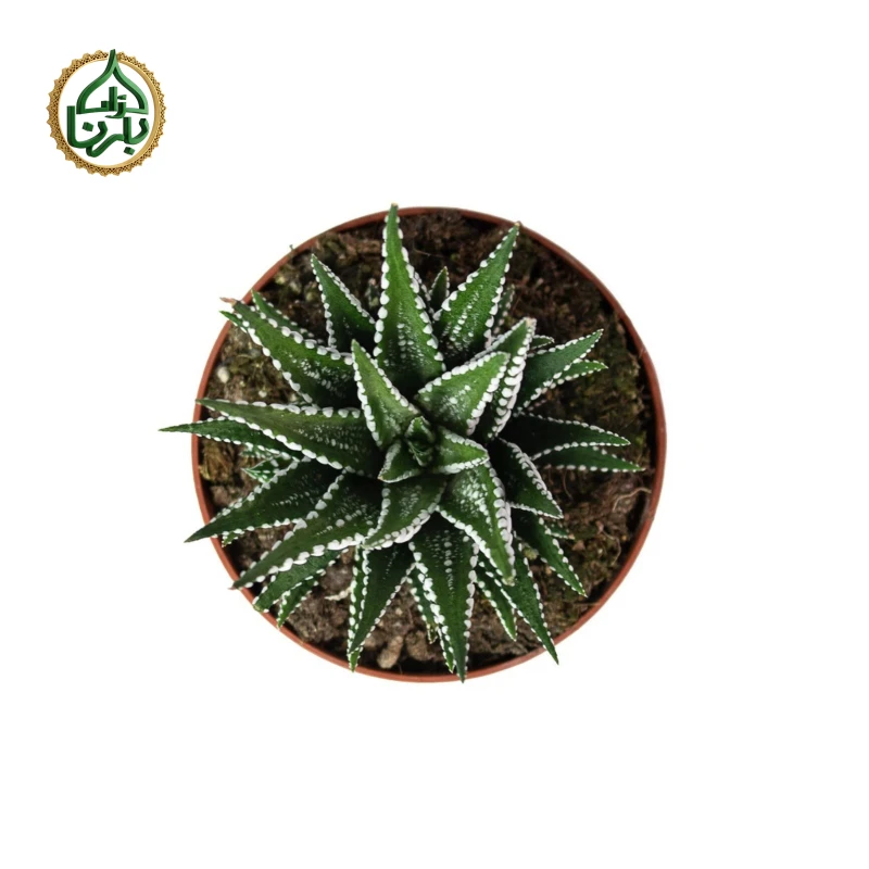 Haworthia Fasciala