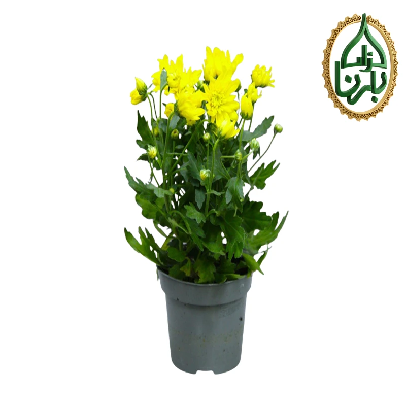 Chrysanthemum Yellow