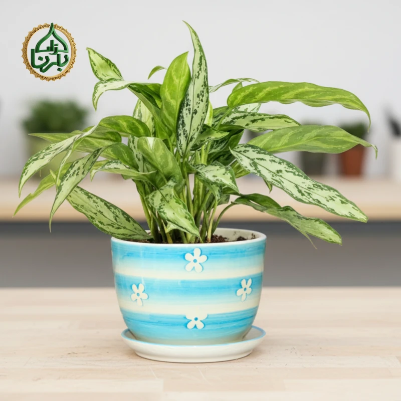 Aglaonema Silver Queen