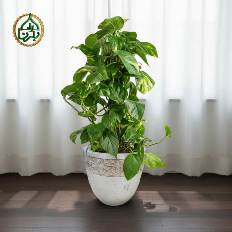 Epipremnum Pinnatum Moss Stick Small