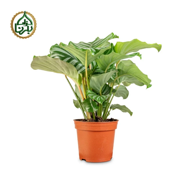 Calathea Orbiforlia