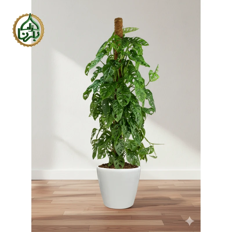 Monstera Monkey Mask Moss Stick