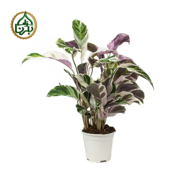 Calathea Fushion White