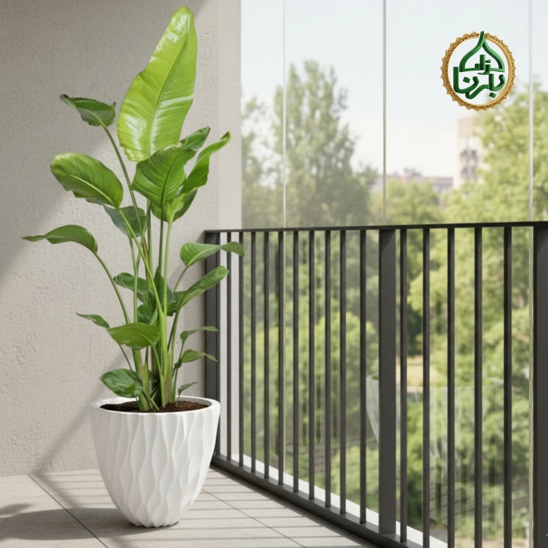 Strelitzia Nicolai 3PP Big