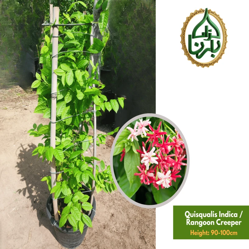 Quisqualis Indica / Rangoon Creeper