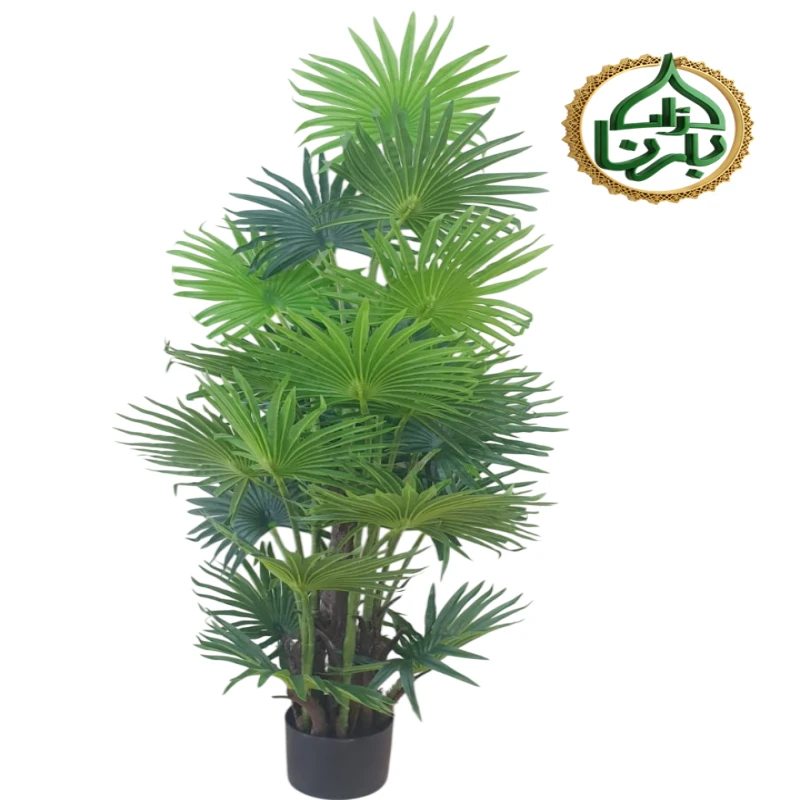 European Fan Palm 140 Cm