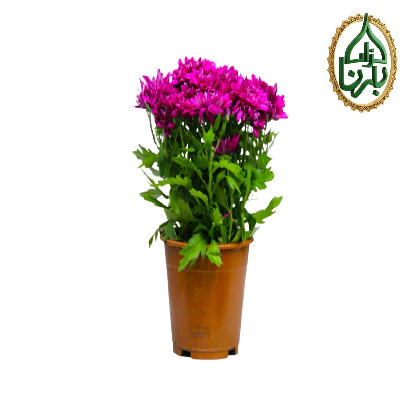 Chrysanthemum Purple