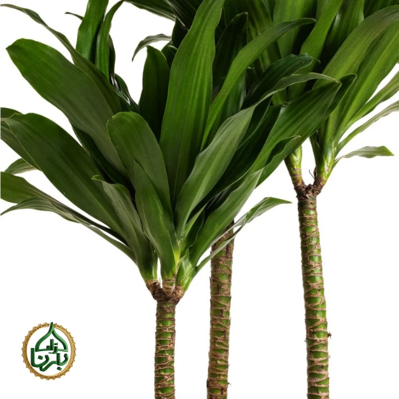 Dracaena fragrans Compacta 3PP