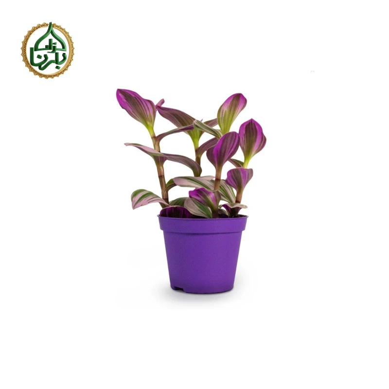 Tradescantia Nanouk Small