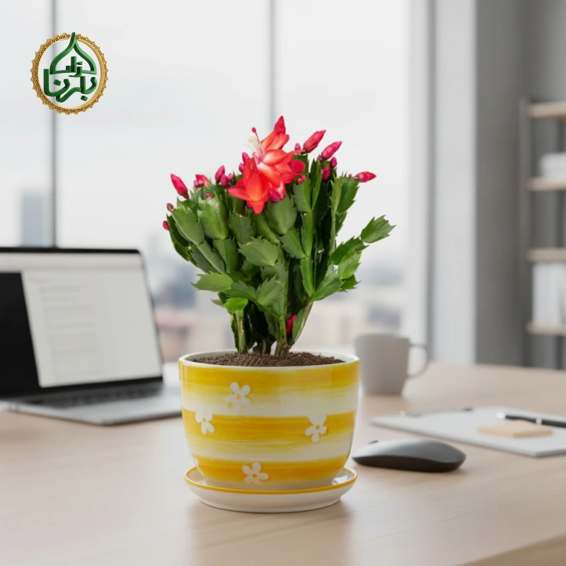 Christmas Cactus (Schlumbergera)- Red