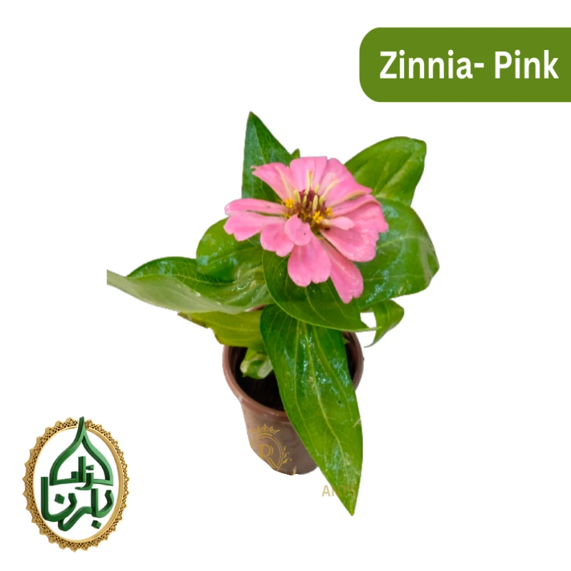 Zinnia Pink 1 Piece