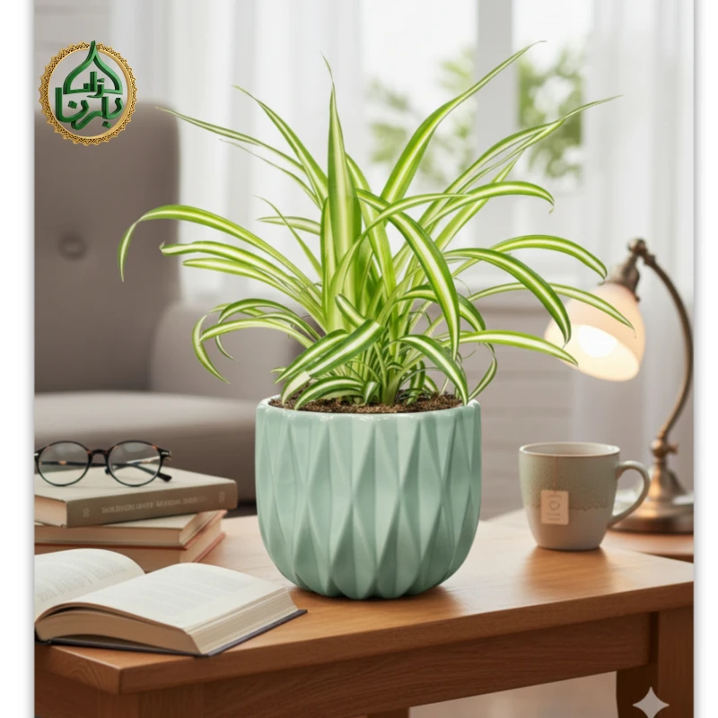 Chlorophytum Vittatum - Spider Plant