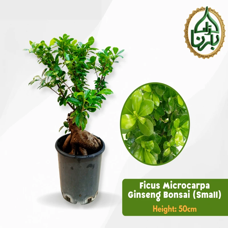 Ficus Microcarpa Ginseng Bonsai- Small