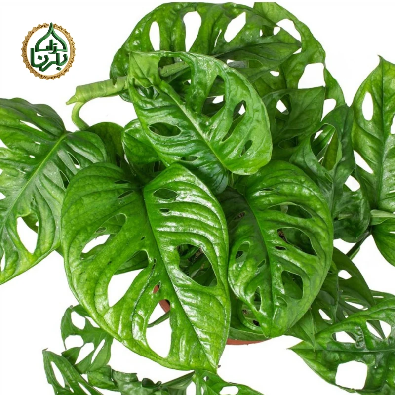 Monstera Adansonii Monke Mask