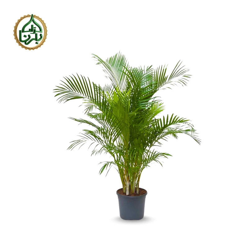 Areca Palm (Big)