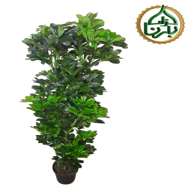 Schefflera arboricola 150 Cm