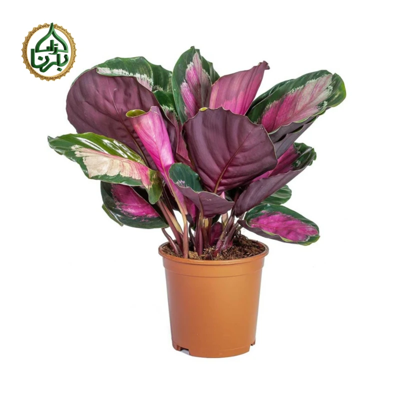 Calathea Rosepicata Rosy