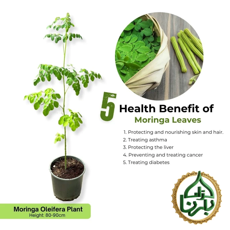 Moringa Oleifera- Drumstick Tree