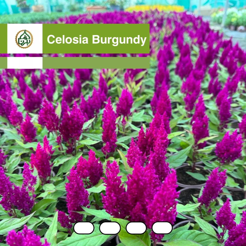 Celosia - Pink