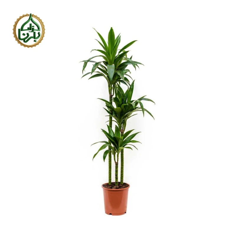 Dracaena Janet Craig- Dragon Plant