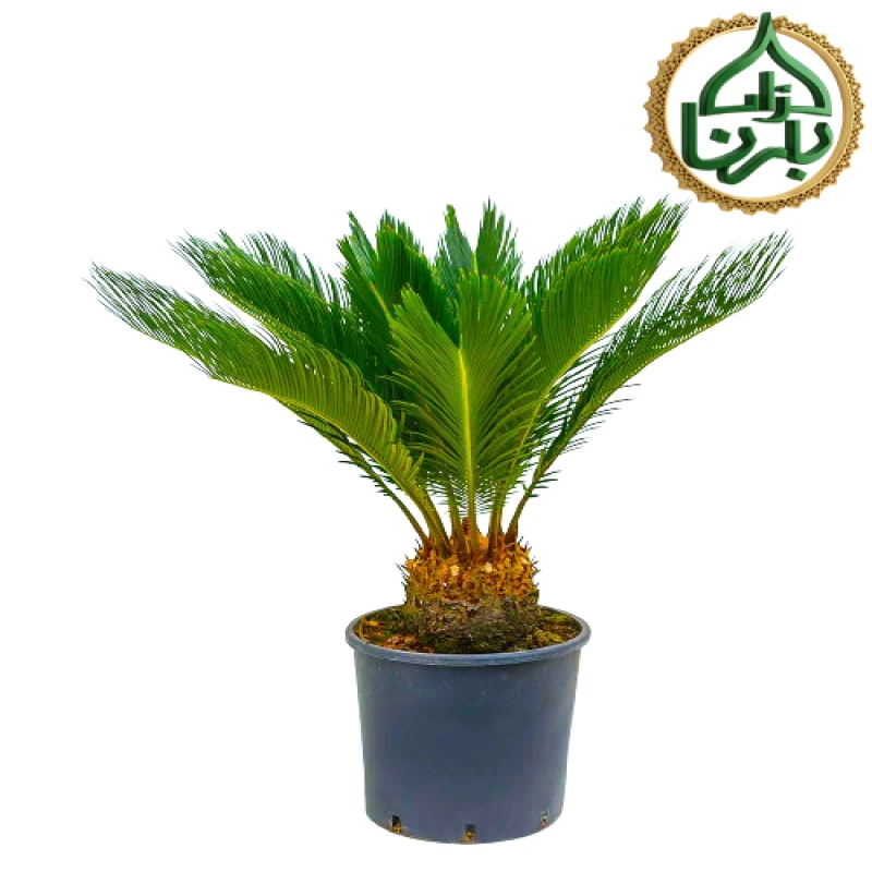 Cycas Revoluta Big