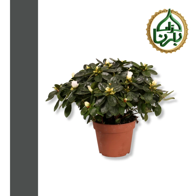 Rhododendron Azalia white