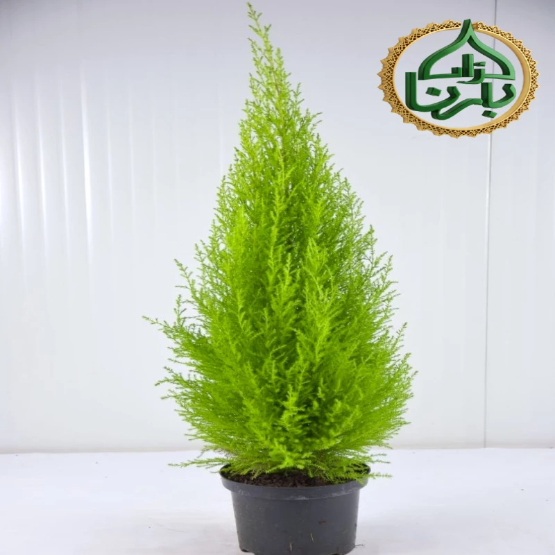 Cupressus Macro Goldcrest Wilma Pyramid Big