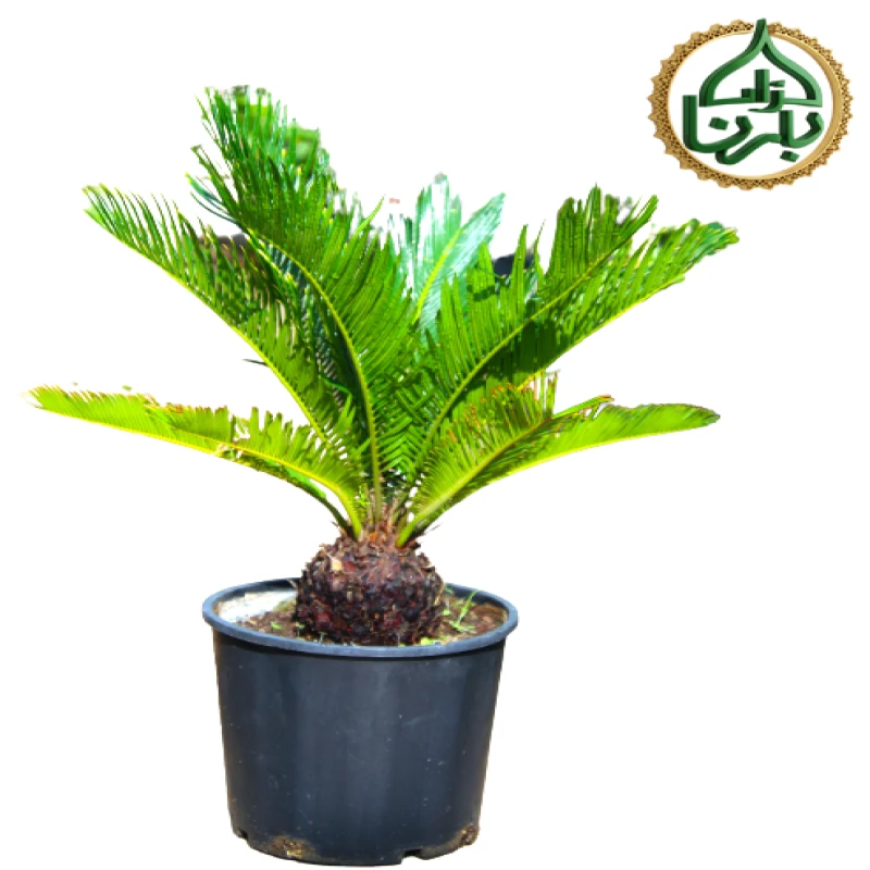 Cycas Revoluta Small