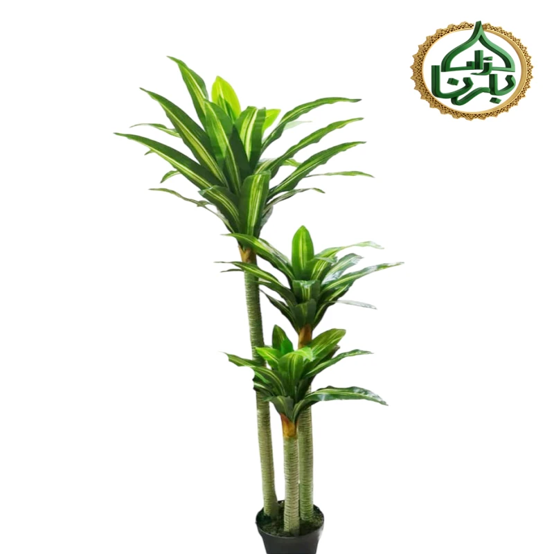 Dracaena  Lemon Lime 210 cm