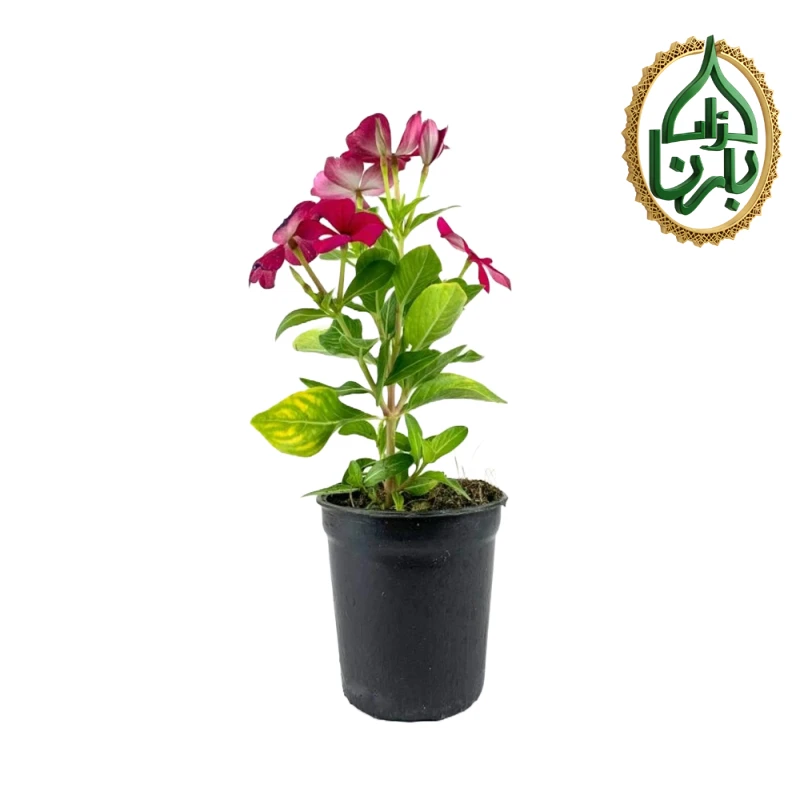 Vinca- Pink 25pcs Box