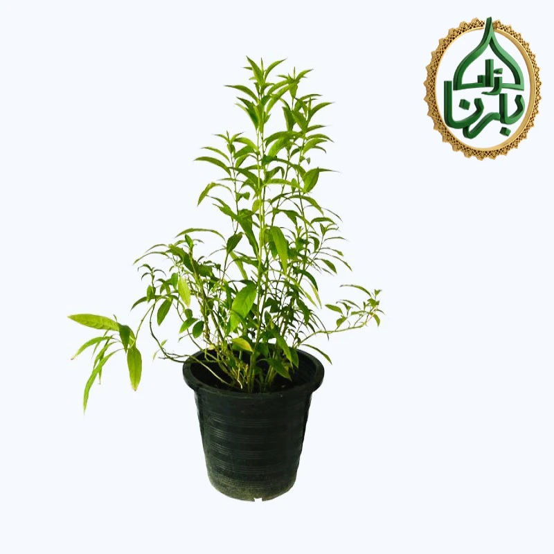 Cestrum Nocturnum- Night Queen