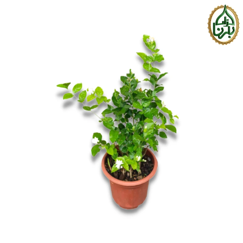 Jasminum Sambac Rajdee