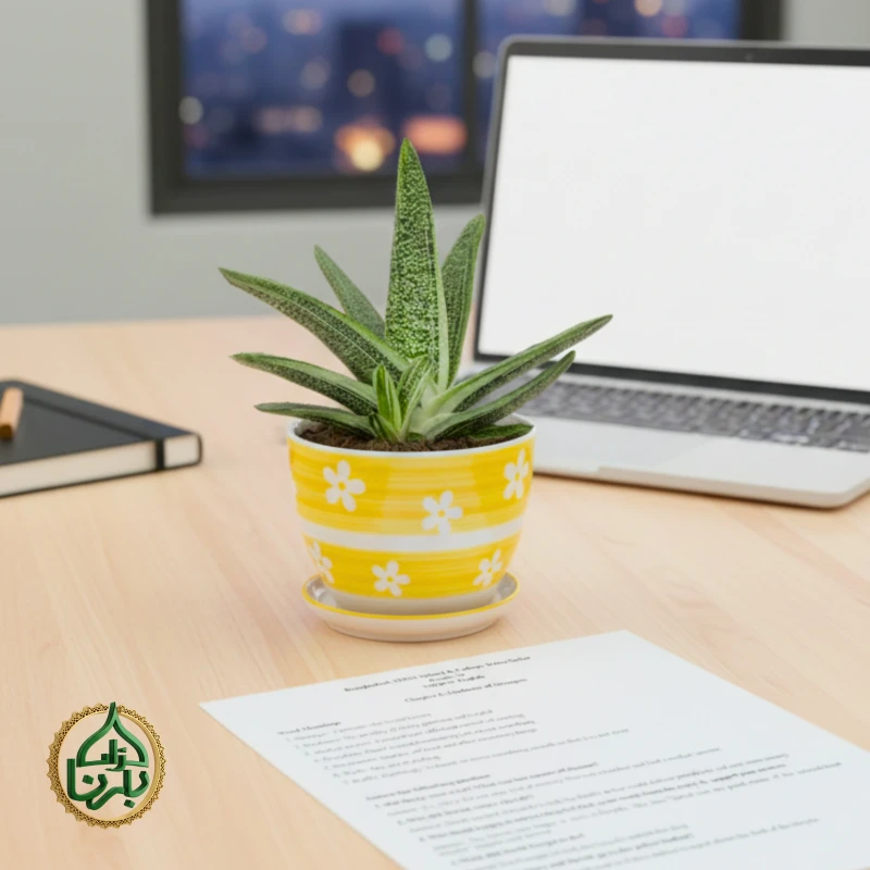 Gasteria 'Little Warty'