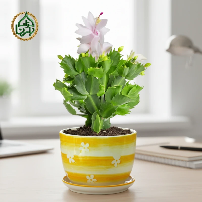 Christmas Cactus (Schlumbergera)- White