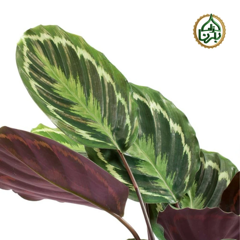 Calathea Marion