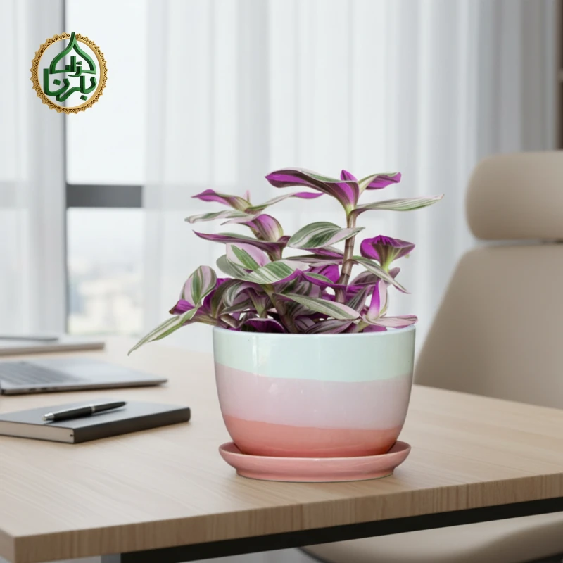 Tradescantia Nanouk Big