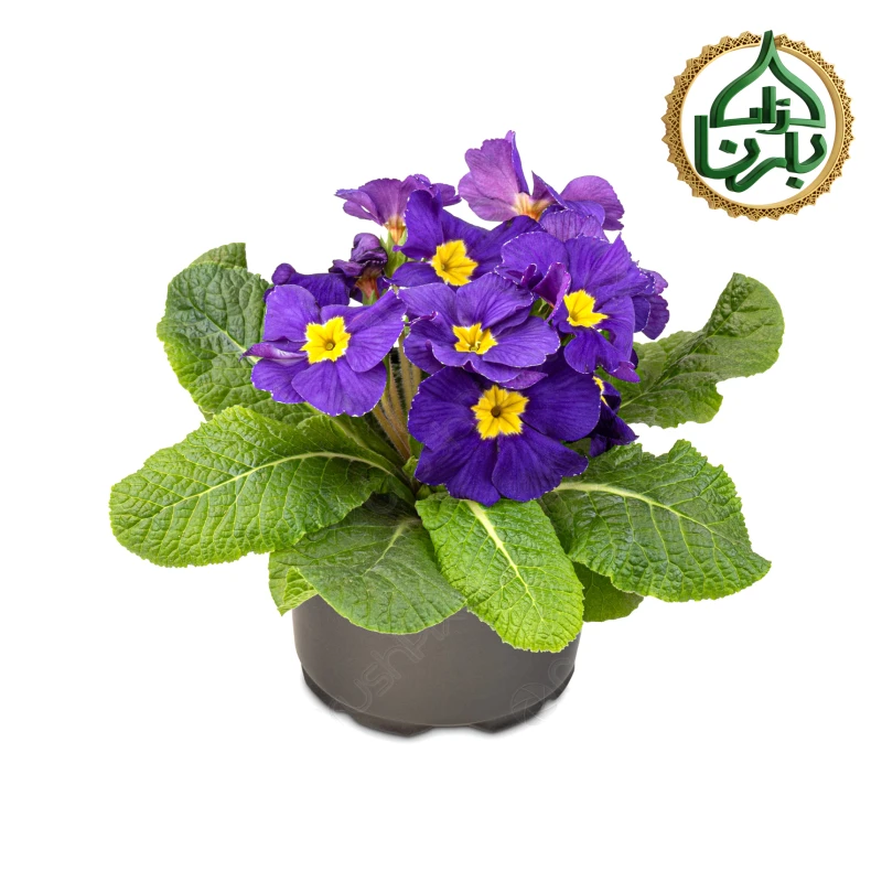 Primula Blue