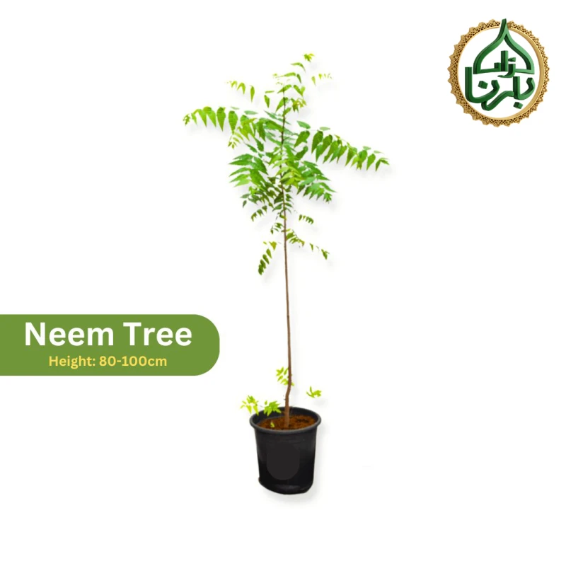 Neem Tree
