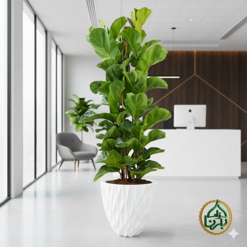 Ficus Lyrata 3PP Big